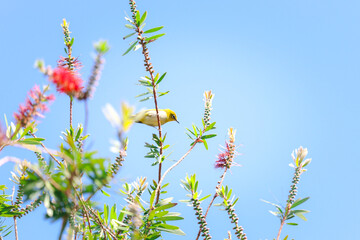 A beautiful small yellow bird perched on Callistemon bottle brush flower tree, beautiful natural summer wildlife animal background.