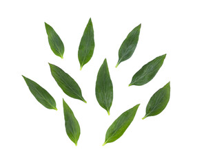 Naklejka premium Fresh Kariyat,Andrographis paniculata leaves on transparent png