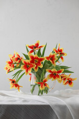 Bouquet of beautiful bicolor tuips in vase on white background. Copy space