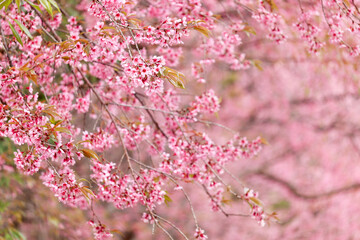 Wild Himalayan Cherry Blossom (Prunus cerasoides Rosaceae) beautiful pink cherry blossoming flower branches on nature outdoors. Pink Sakura flowers of Thailand, dreamy romantic image spring, landscape