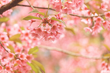 Wild Himalayan Cherry Blossom (Prunus cerasoides Rosaceae) beautiful pink cherry blossoming flower branches on nature outdoors. Pink Sakura flowers of Thailand, dreamy romantic image spring, landscape