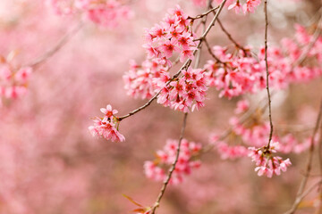 Wild Himalayan Cherry Blossom (Prunus cerasoides Rosaceae) beautiful pink cherry blossoming flower branches on nature outdoors. Pink Sakura flowers of Thailand, dreamy romantic image spring, landscape