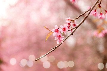 Wild Himalayan Cherry Blossom (Prunus cerasoides Rosaceae) beautiful pink cherry blossoming flower branches on nature outdoors. Pink Sakura flowers of Thailand, dreamy romantic image spring, landscape