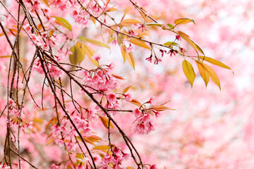 Wild Himalayan Cherry Blossom (Prunus cerasoides Rosaceae) beautiful pink cherry blossoming flower branches on nature outdoors. Pink Sakura flowers of Thailand, dreamy romantic image spring, landscape