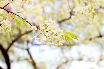 Wild Himalayan Cherry Blossom Prunus cerasoides Rosaceae, white cherry blossoming flower branches on nature outdoors. Sakura of Thailand