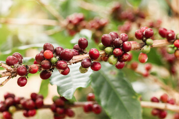 Fresh coffee berry cherry on coffee tree branch in coffee, red Coffee beans ripening on tree in industry agriculture