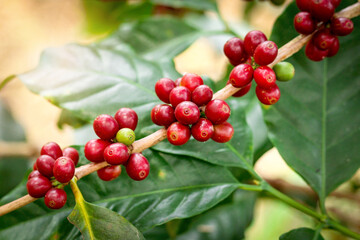 Fresh coffee berry cherry on coffee tree branch in coffee, red Coffee beans ripening on tree in...