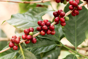 Fresh coffee berry cherry on coffee tree branch in coffee, red Coffee beans ripening on tree in industry agriculture