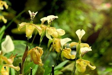 Rare Lady slipper orchid (Paphiopedilum exul) or Rongthao nari lueang krab (normal name in Thailand), beautiful blossom orchid flowers blooming in summer tropical garden.