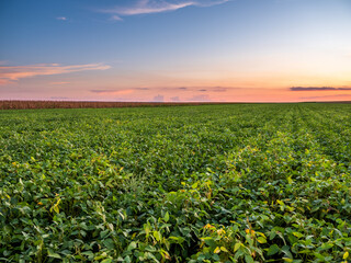 A vast expanse of green soybean plants on a local farm