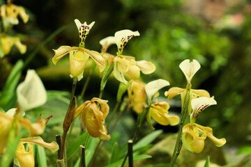 Rare Lady slipper orchid (Paphiopedilum exul) or Rongthao nari lueang krab (normal name in Thailand), beautiful blossom orchid flowers blooming in summer tropical garden.