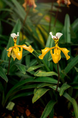 Rare Lady slipper orchid (Paphiopedilum exul) or Rongthao nari lueang krab (normal name in Thailand), beautiful blossom orchid flowers blooming in summer tropical garden. © Stella