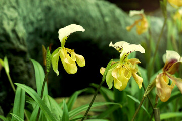 Rare Lady slipper orchid (Paphiopedilum exul) or Rongthao nari lueang krab (normal name in Thailand), beautiful blossom orchid flowers blooming in summer tropical garden. © Stella