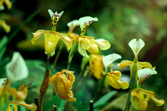 Rare Lady slipper orchid (Paphiopedilum exul) or Rongthao nari lueang krab (normal name in Thailand), beautiful blossom orchid flowers blooming in summer tropical garden.