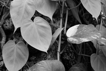 Tropical plants growing in the jungle in a black and white monochrome.