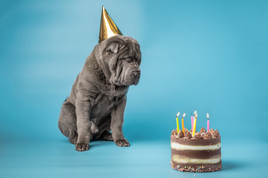 Adorable Shar Pei puppy wearing golden cap on the blue background. Dark grey Sharpei dog celebrating its birthday next to a cake with candles. Birthday party for a dog concept.
