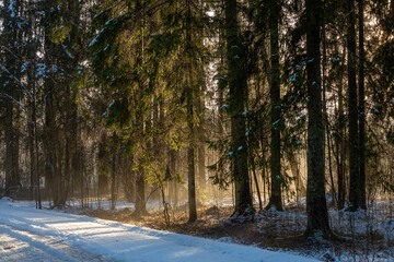 Sunlit forest and little fog and melting snow droplets falling off the trees in January in Latvia