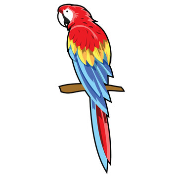 Parrot multicolor, wilde life bird