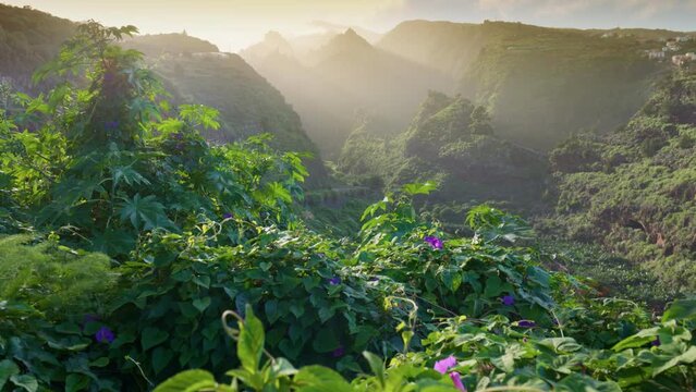 Gimbal sunset shot of lush greenery and flowers of the Canarian island of La Palma. Camera moves between green bushes with purple flowers, mountains at sunset in the background. Nature of Canary