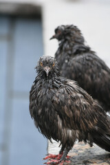 Funny wet pigeons after the rain