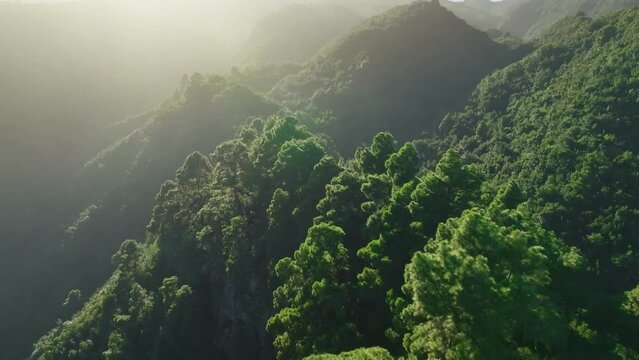 Flight in the green mountains at sunset. Nature of Canary island of La Palma. Lush pine trees in the mountains