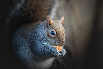 Squirrel in Lond Hyde park