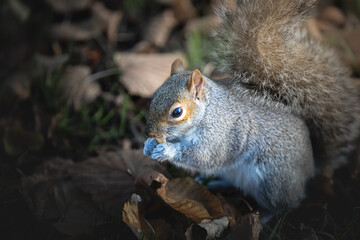 Squirrel in Lond Hyde park
