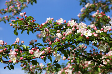 Apple blossom on a branch in spring garden at sunny day. Pink buds with green leaves on blue sky background