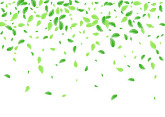 Light Green Sheet Background White Vector. Plant Light Design. Cover Illustration. Green Decoration Card. Leaf Eucalyptus.