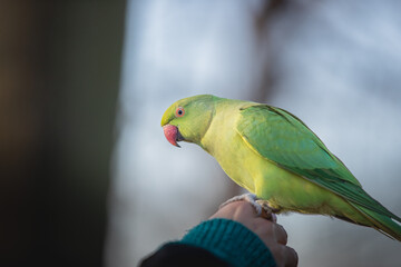 Parrots from hyde park London