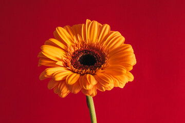 Beautiful yellow Gerbera flower on a bright red background.