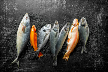 Assortment of fresh fish on the fishing net.
