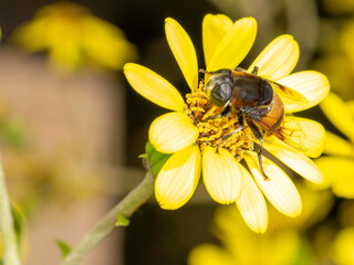 オオハナアブの雌