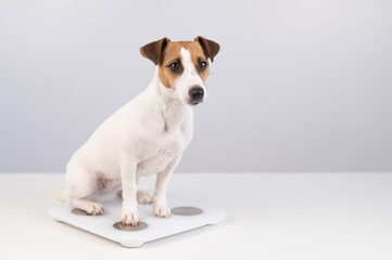 Dog jack russell terrier stands on the scales on a white background. 