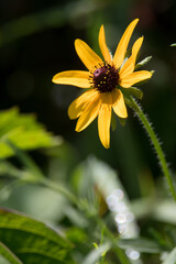 Black Eyed Susan growing at Montezuma National Wildlife Refuge