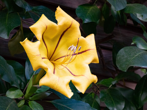 Yellow variegated Chalice Vine, Solandra maxima variegata