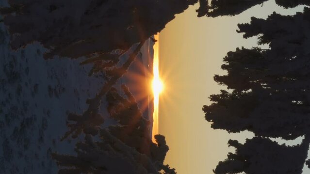 amazing sunflares sunset seen through the branches of a tree vertical video