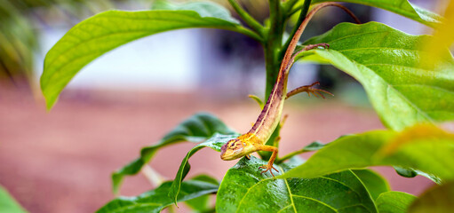 Oriental garden lizard on avocado tree ,oriental Garden Lizard - Calotes versicolor, colorful...