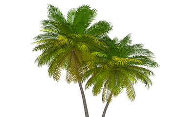 Fototapeta premium Tropical Palm Trees 3D Illustration