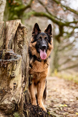 GSD German Shepherd Dog Autumn Woodland Walk