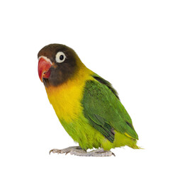 Fototapeta na wymiar Masked Lovebird or Agapornis bid, sitting on flat surface. Isolated cutout on a transparent background.