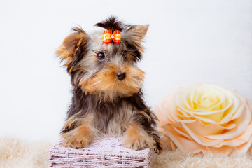 yorkshire terrier breed dog with a flower on a white background