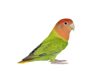Peach faced Lovebird aka Agapornis bid, sitting on flat surface. Isolated cutout on a transparent background.