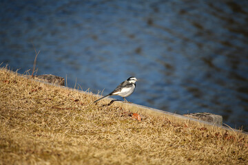水辺のセグロセキレイ