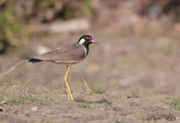 red-wattled lapwing is an Asian lapwing or large plover, a wader in the family Charadriidae. 