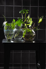 flower sprouts
 in glass vases