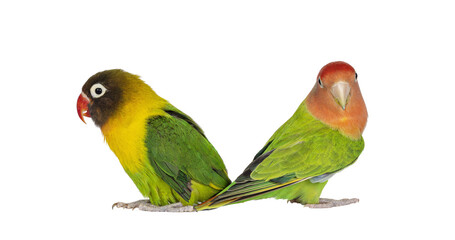 Fototapeta na wymiar Cute pair of Lovebirds or Agapornis, sitting back to back on flat surface. Isolated cutout on a transparent background.