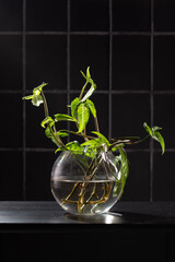 flower sprouts
 in glass vases