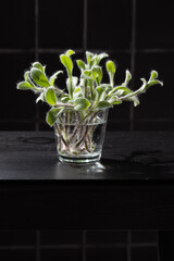 flower sprouts
 in glass vases