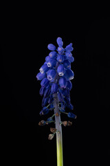 blue flower on black background